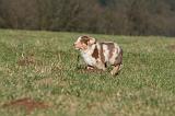 BERGER AUSTRALIEN PUPPIES 709